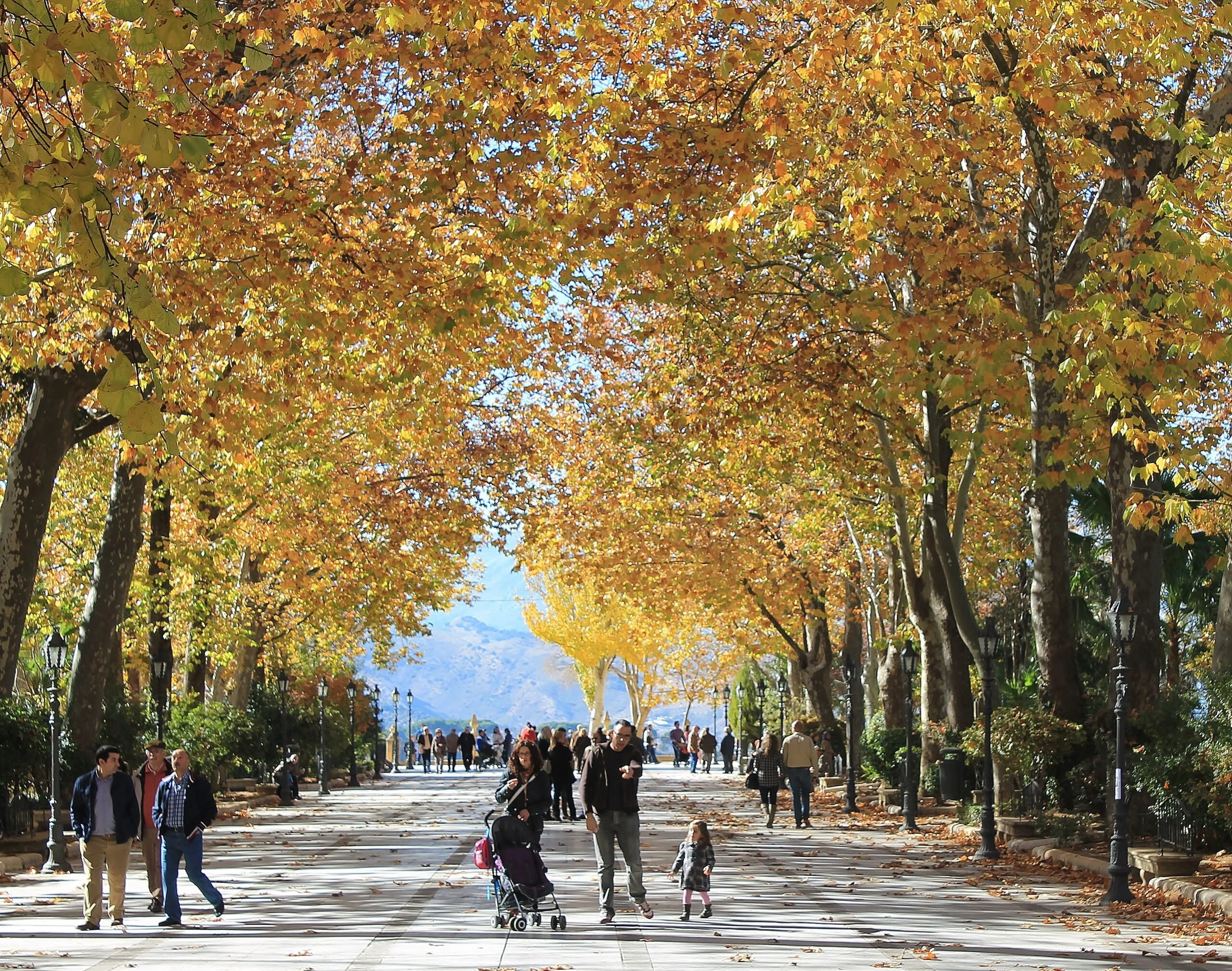 Alameda del Tajo de Ronda con paseo arbolado y miradores