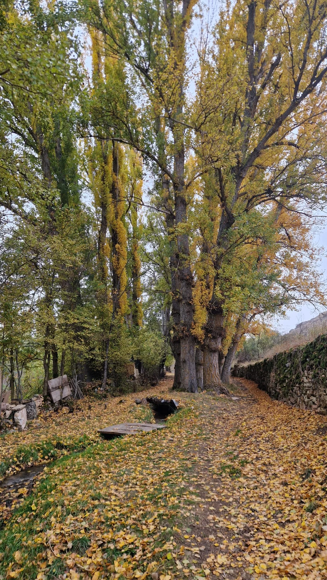 Paisaje fuente del Cardo Retortillo en Otoño